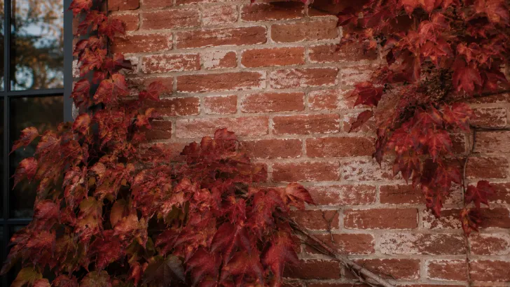 Dettaglio di vecchi mattoni rossi scrostati sulla facciata di una cascina circondata da edera rossa autunnale